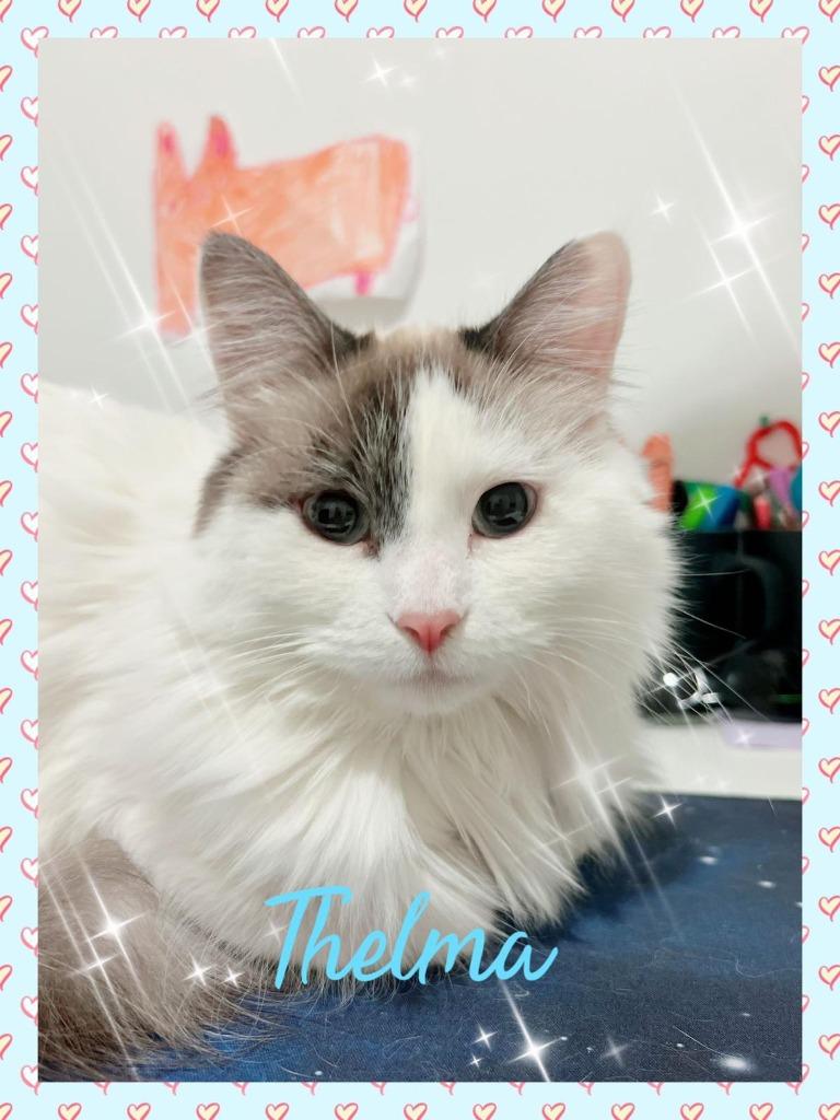 Thelma / Louise, a Adoptable mixed breed in Calgary, AB image 2/6