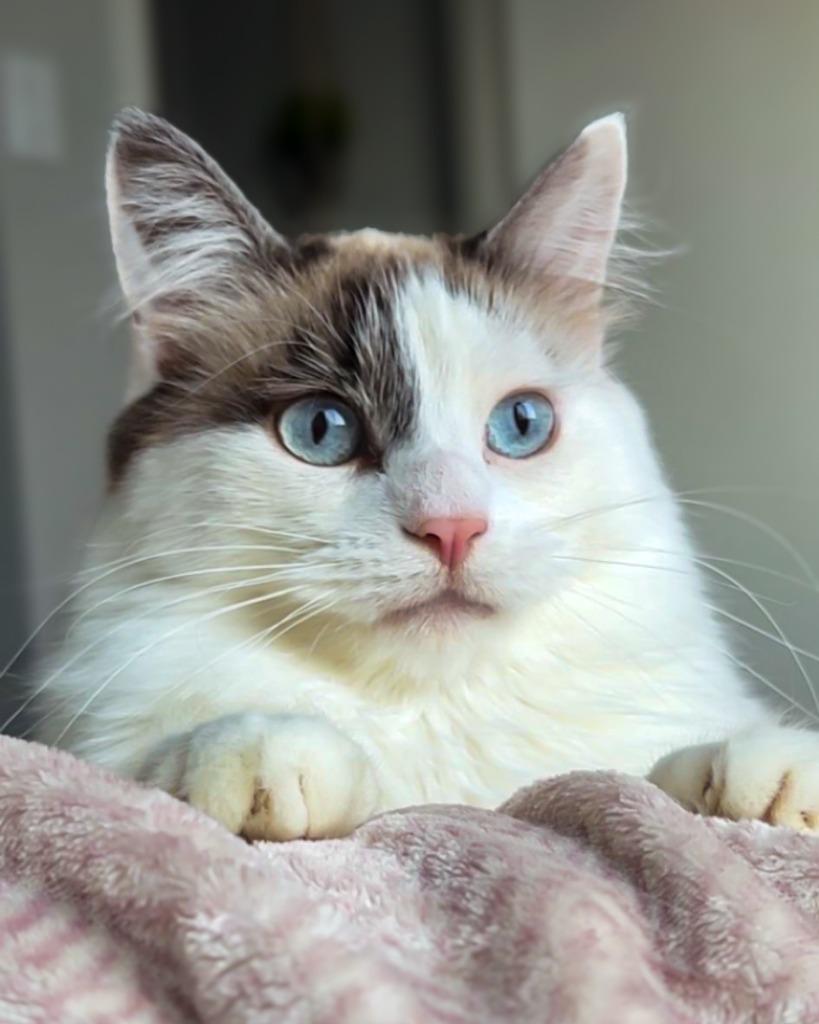 Thelma / Louise, a Adoptable mixed breed in Calgary, AB image 3/6
