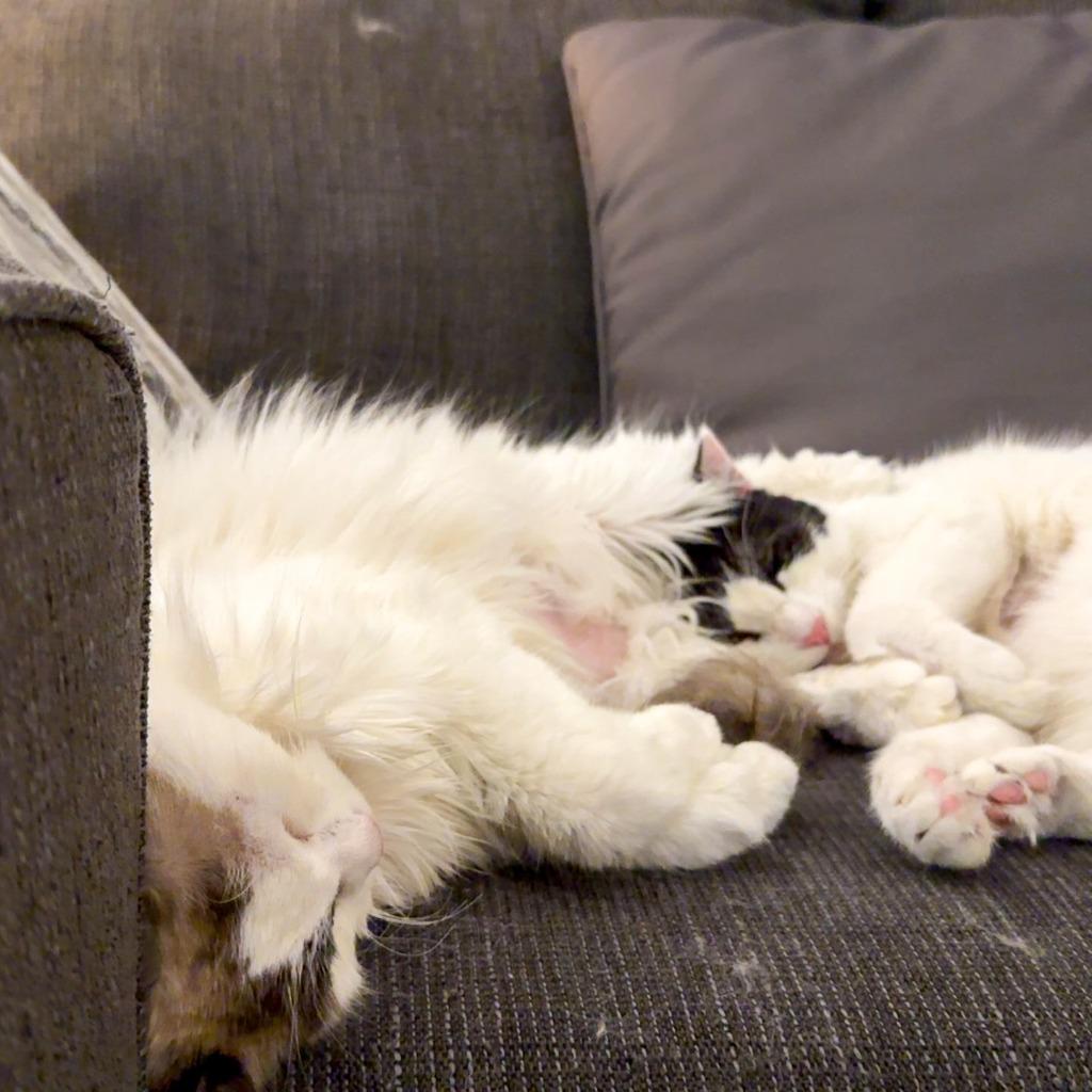 Enlarge Thelma / Louise, a Adoptable mixed breed in Calgary, AB image 2/2