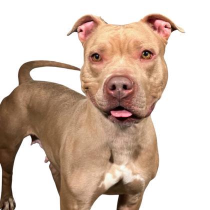 Merida, Adoptable, Adult Female Pit Bull Terrier & Mixed Breed.