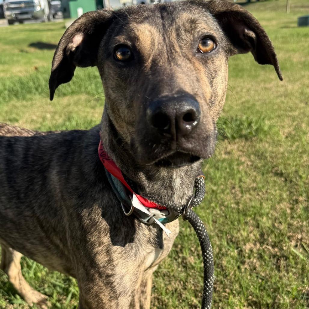 Tori *Coming Soon*, Adoptable, Young Female Catahoula Leopard Dog.