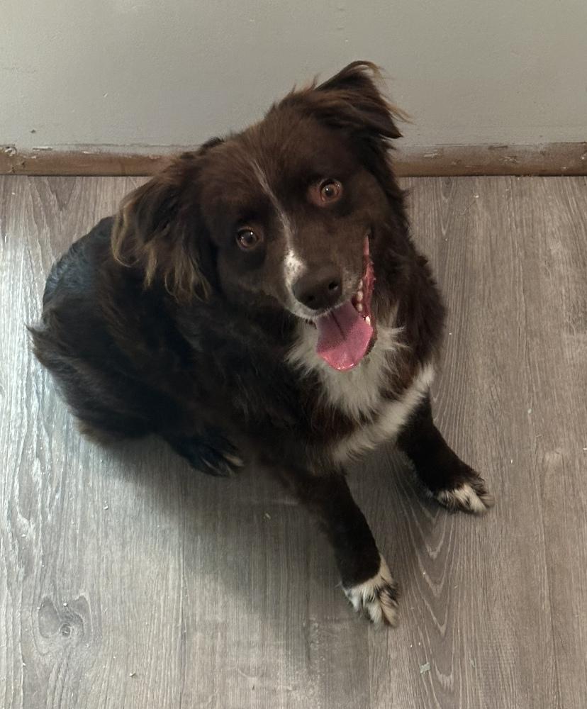 1014 Barry PKA Bear, a Adoptable Australian Shepherd in Griffith, IN image 2/6