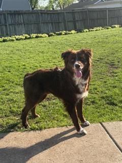 Enlarge 1014 Barry PKA Bear, a Adoptable Australian Shepherd in Griffith, IN image 2/6