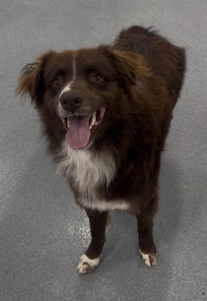 1014 Barry PKA Bear, a Adoptable Australian Shepherd in Griffith, IN image 4/6