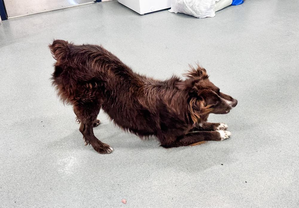 1014 Barry PKA Bear, a Adoptable Australian Shepherd in Griffith, IN image 5/6