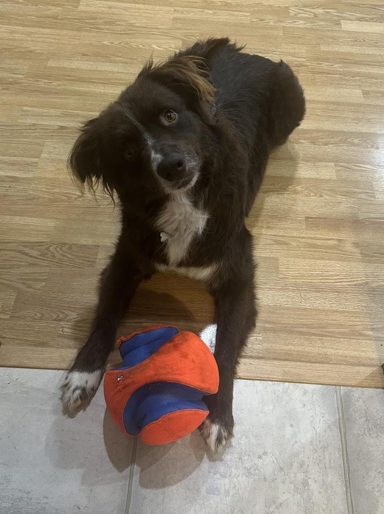 1014 Barry PKA Bear, Adoptable, Young Male Australian Shepherd.