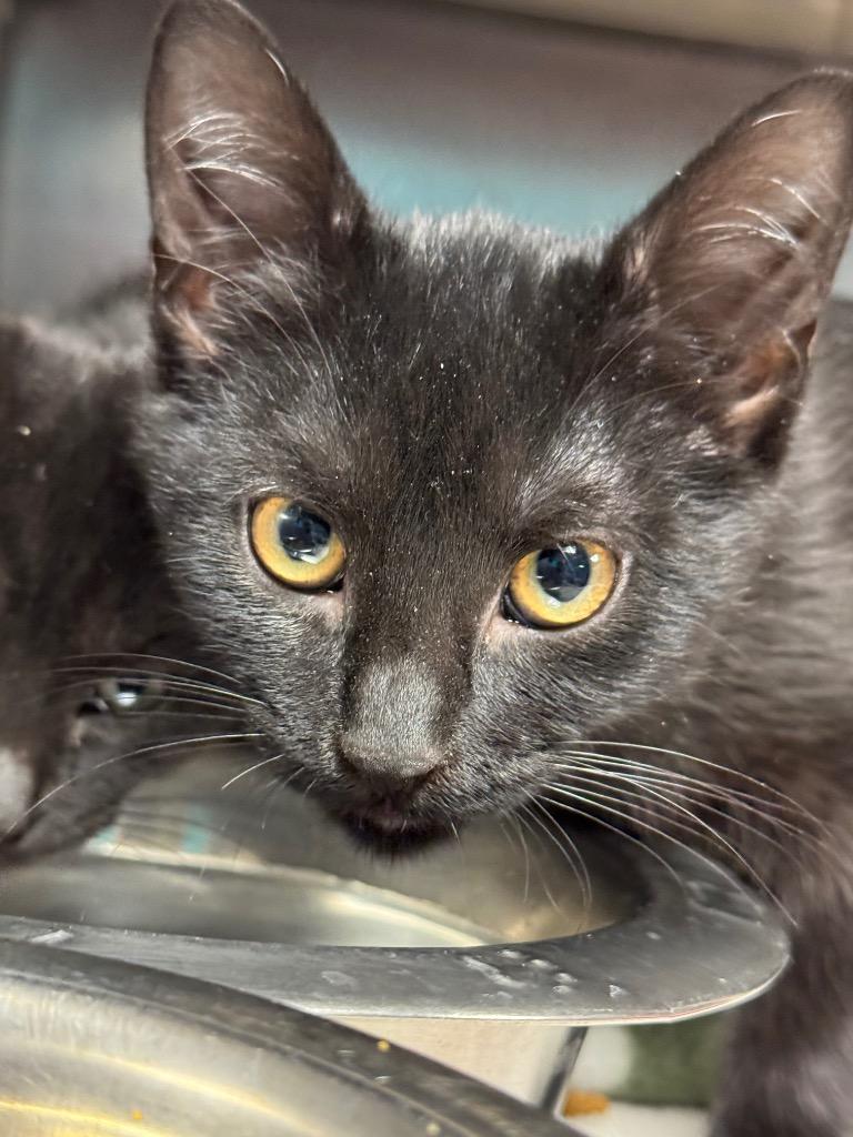 Skylar, Adoptable, Young Female Domestic Short Hair.