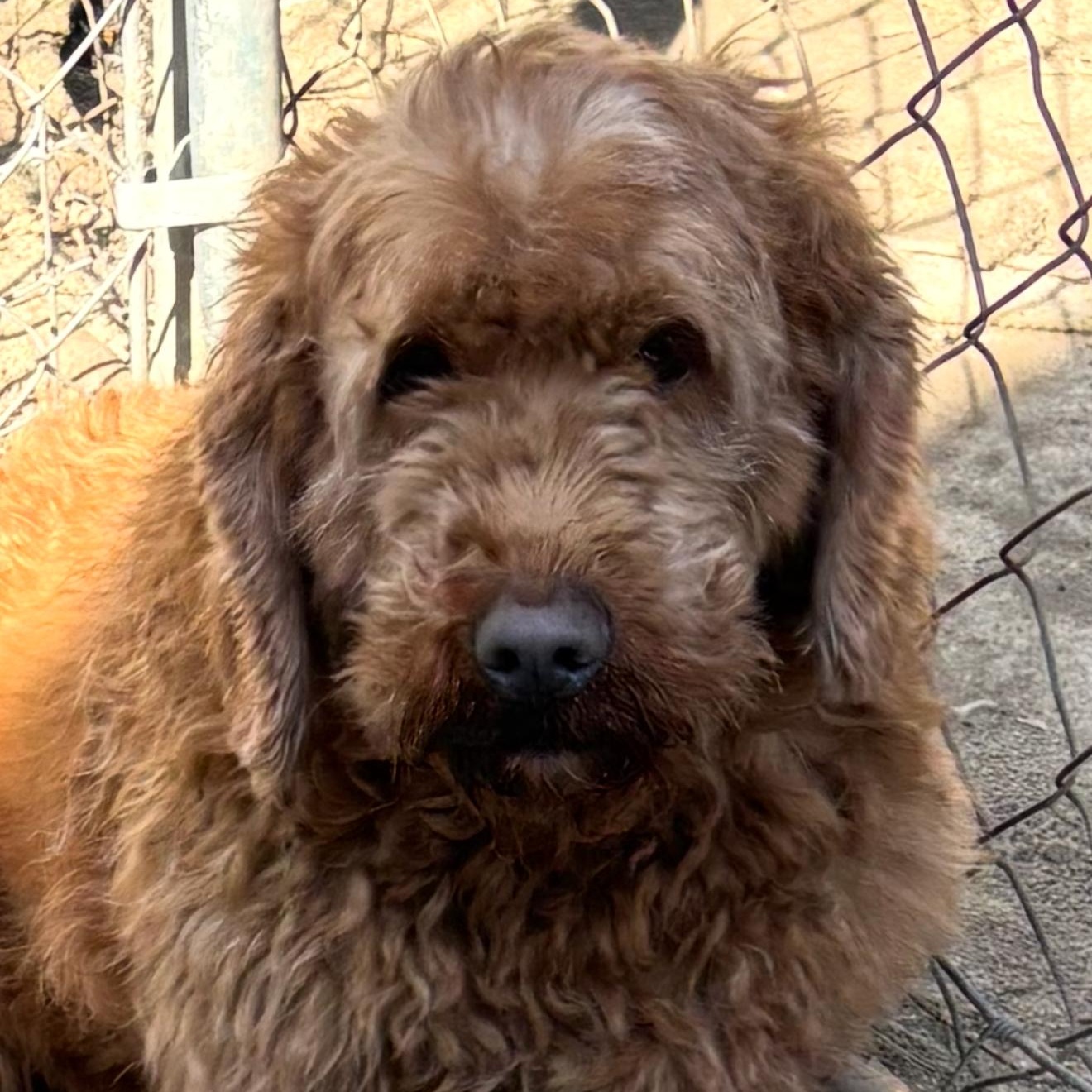 Roxy, ADOPTABLE, Young Female Goldendoodle.