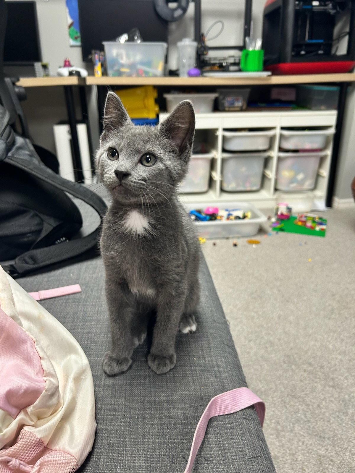 Hypnos, Adopted, Kitten Male Domestic Short Hair.