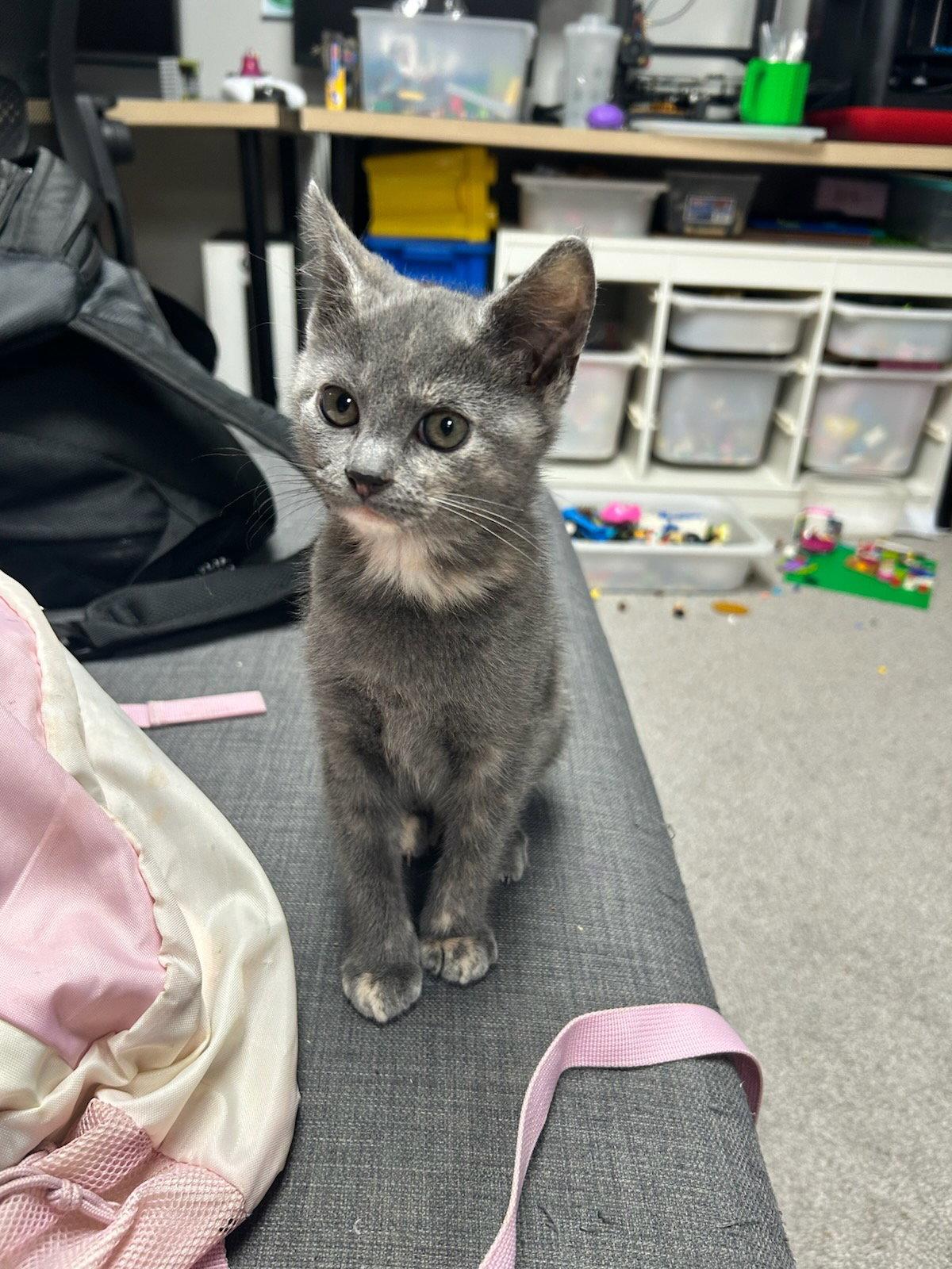 Enlarge Hypnos, a Adopted Domestic Short Hair in Sicklerville , NJ image 2/2