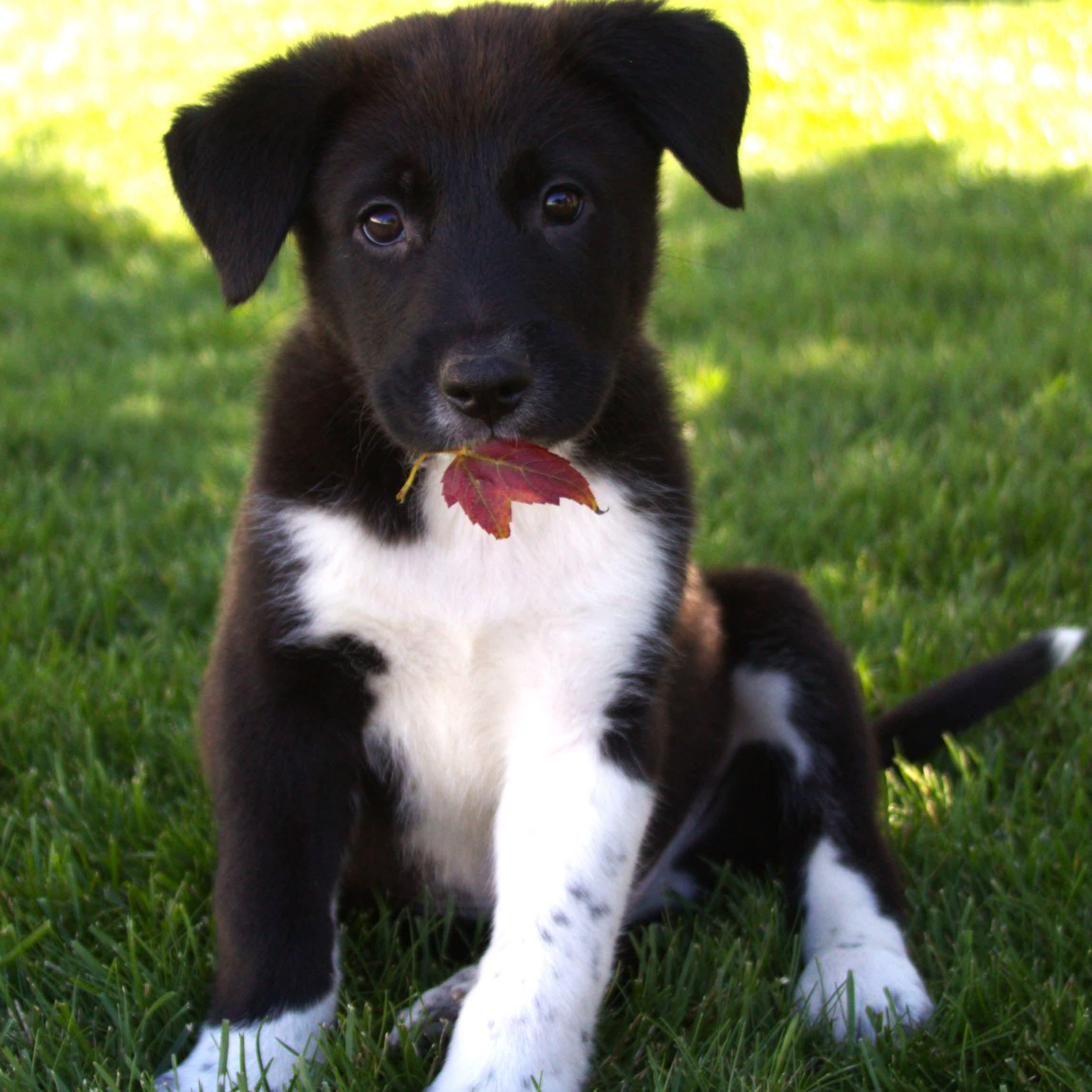 Jax, Adopted, Puppy Male Australian Shepherd.