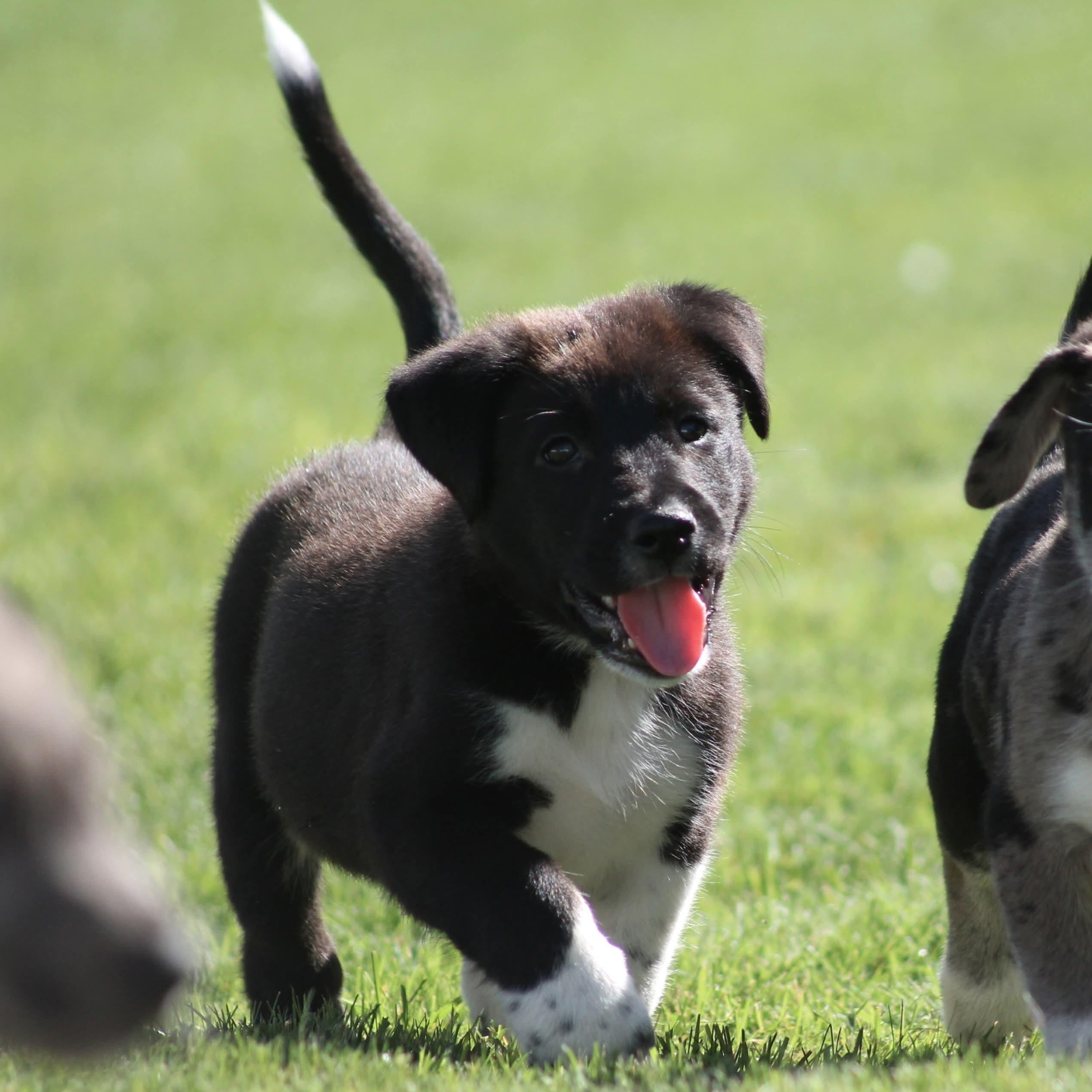 Enlarge Jax, a Adopted mixed breed in Kentwood, MI image 2/5