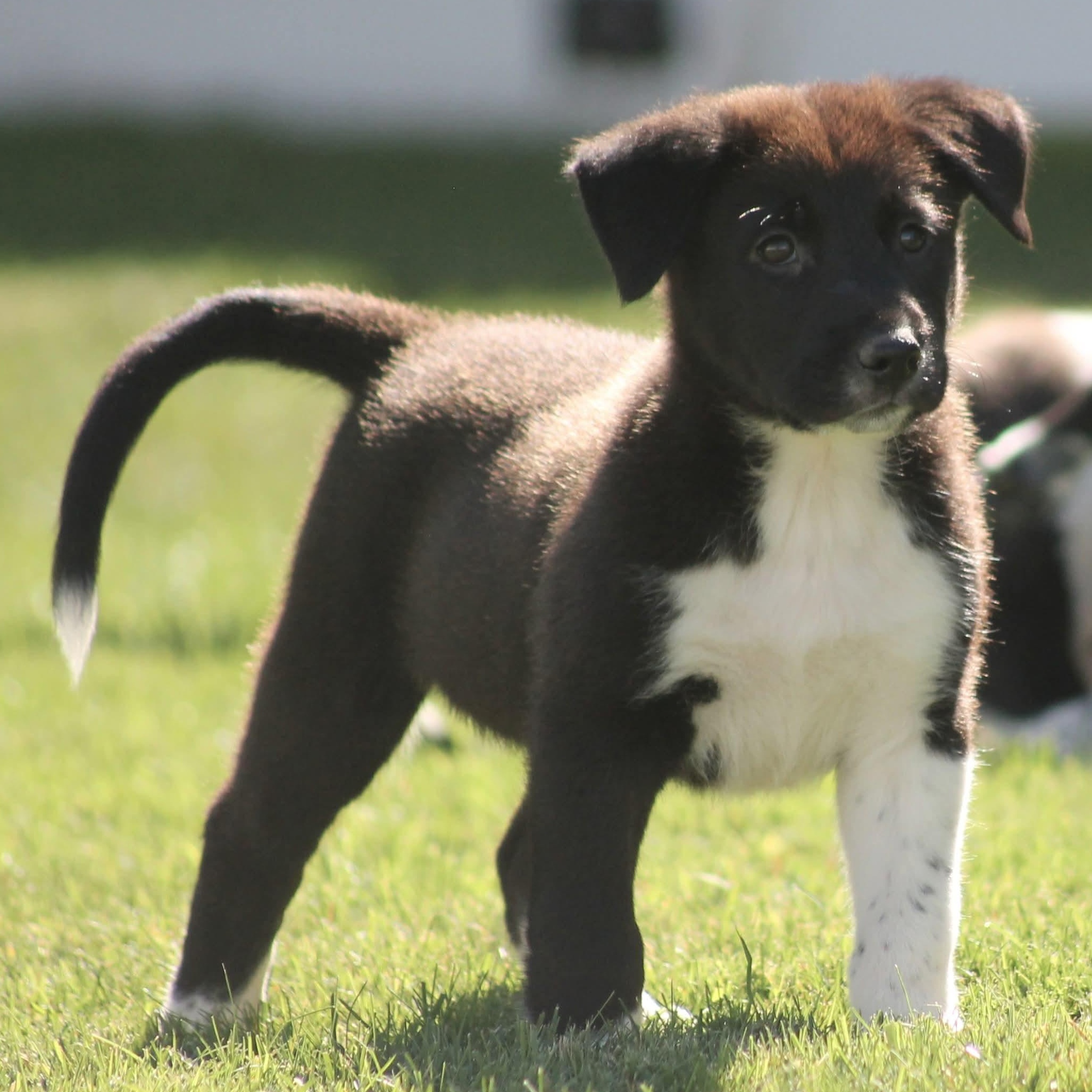 Enlarge Jax, a Adopted mixed breed in Kentwood, MI image 3/5