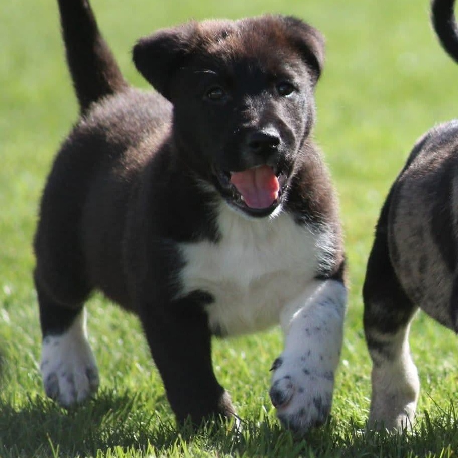 Enlarge Jax, a Adopted mixed breed in Kentwood, MI image 4/5