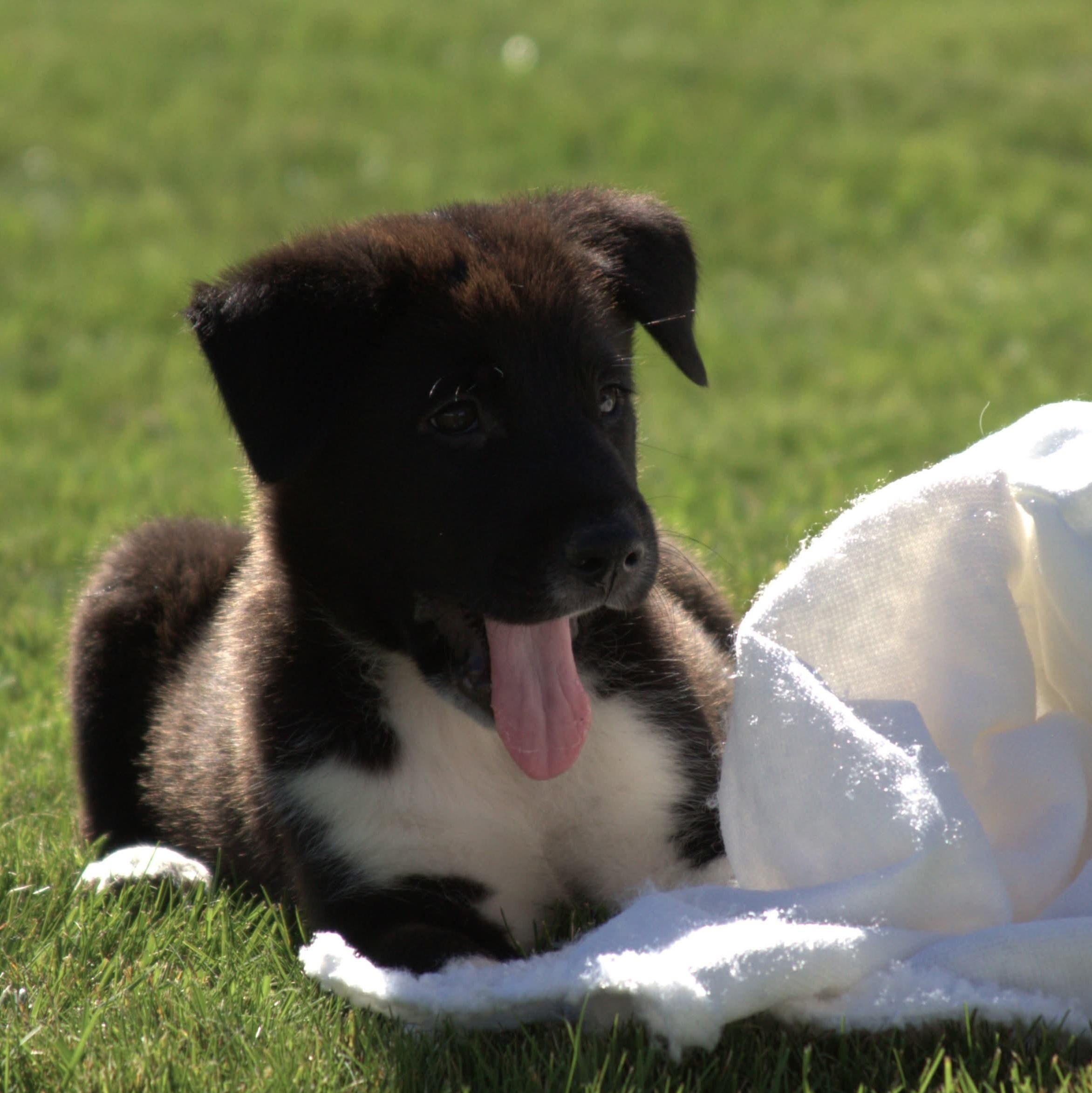 Enlarge Jax, a Adopted mixed breed in Kentwood, MI image 5/5