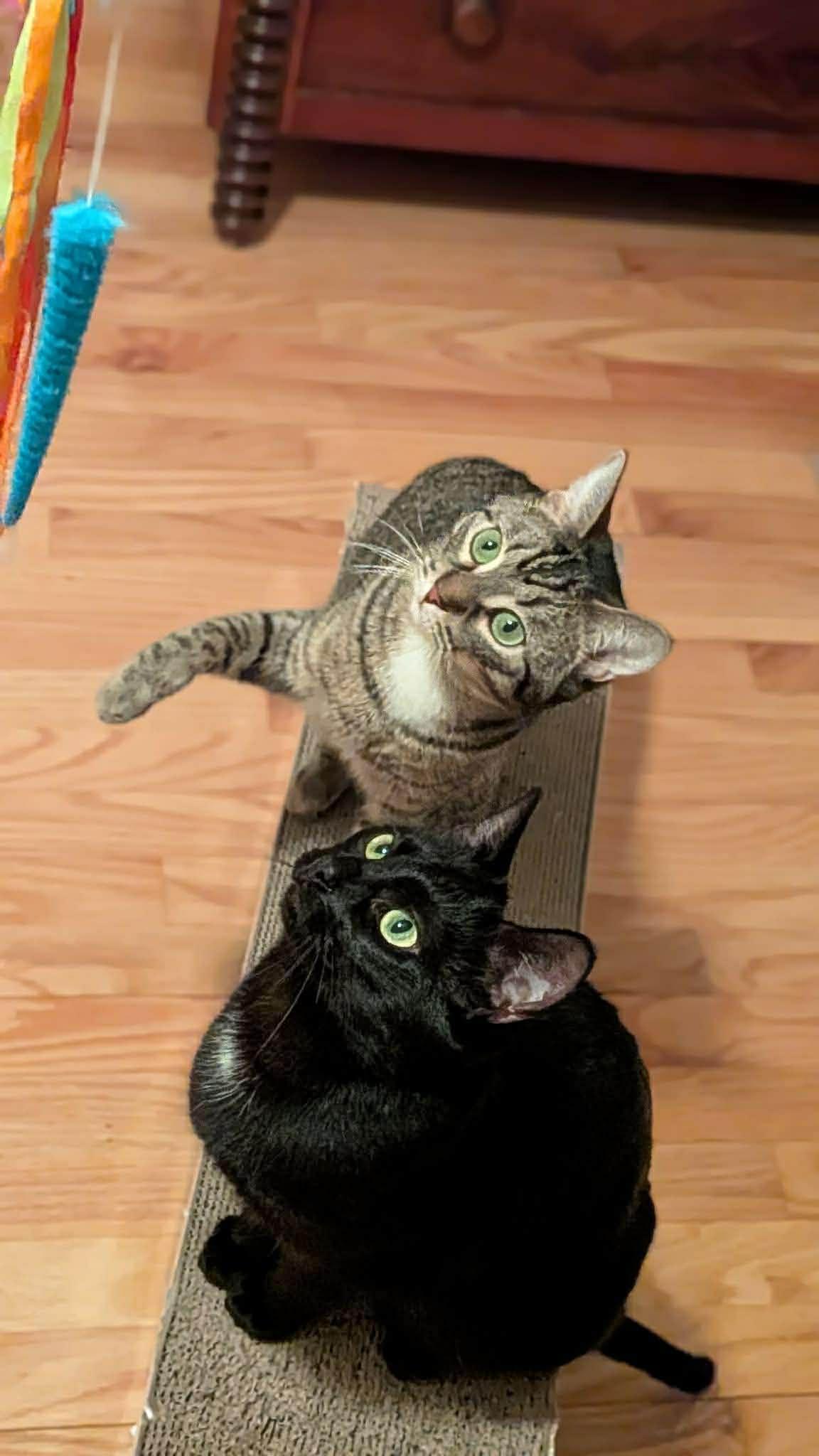 Raven & Jack Fruit, ADOPTABLE, Young Female Domestic Short Hair.