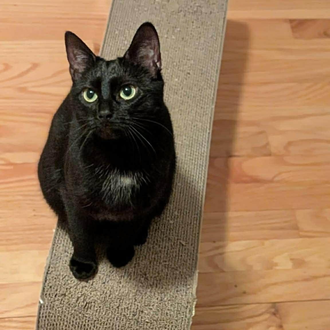 Enlarge Raven & Jack Fruit, a ADOPTABLE Domestic Short Hair in Royal Oak, MI image 4/6