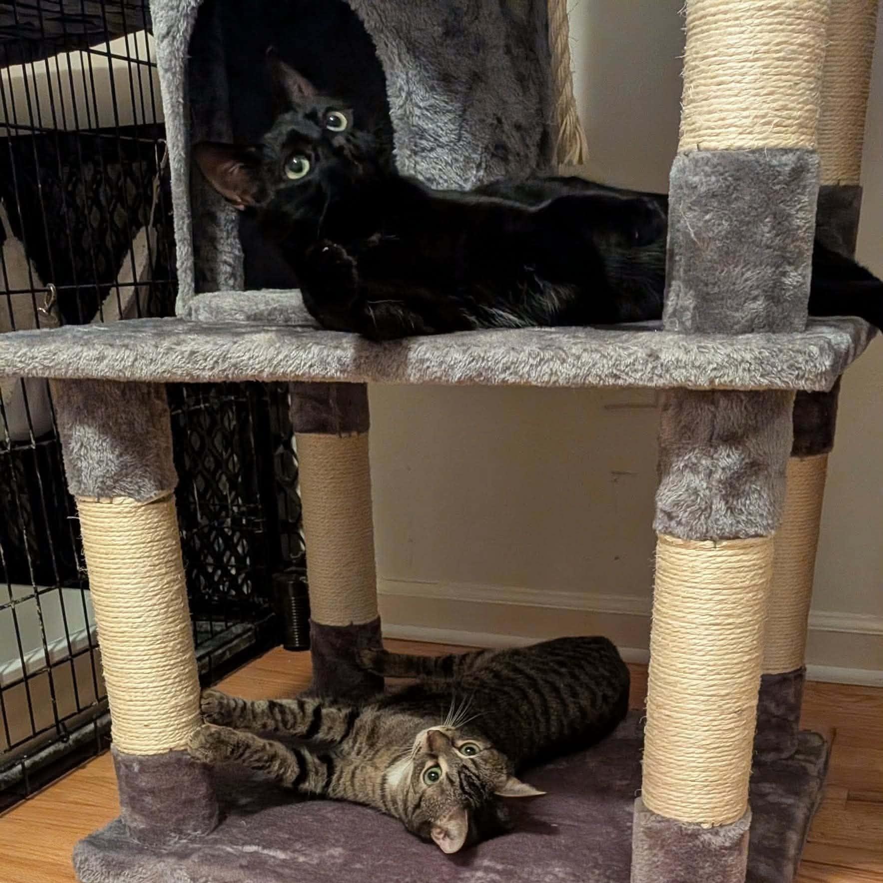 Enlarge Raven & Jack Fruit, a ADOPTABLE Domestic Short Hair in Royal Oak, MI image 2/6