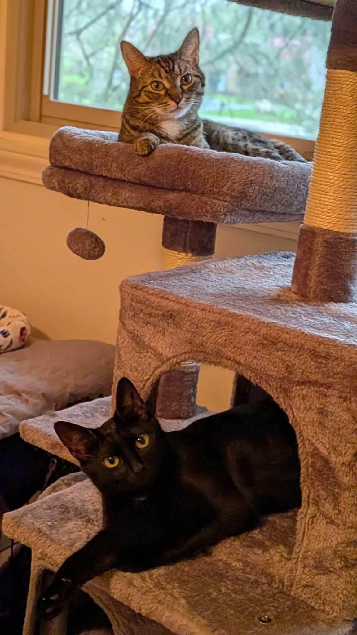 Enlarge Raven & Jack Fruit, a ADOPTABLE Domestic Short Hair in Royal Oak, MI image 2/6