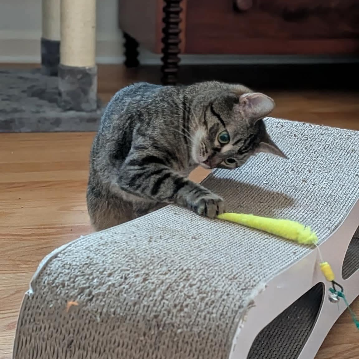 Enlarge Raven & Jack Fruit, a ADOPTABLE Domestic Short Hair in Royal Oak, MI image 5/6