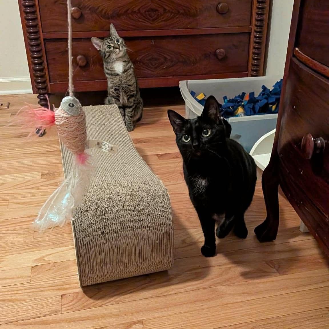 Enlarge Raven & Jack Fruit, a ADOPTABLE Domestic Short Hair in Royal Oak, MI image 3/6