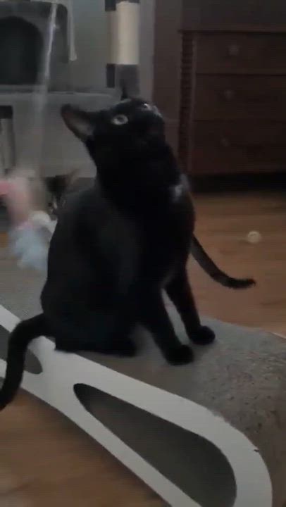 Enlarge Raven & Jack Fruit, a ADOPTABLE Domestic Short Hair in Royal Oak, MI video 6/6