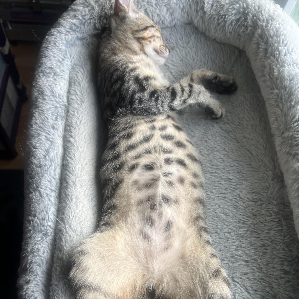 Wednesday Addams, Adoptable, Kitten Female Domestic Short Hair & Domestic Short Hair.