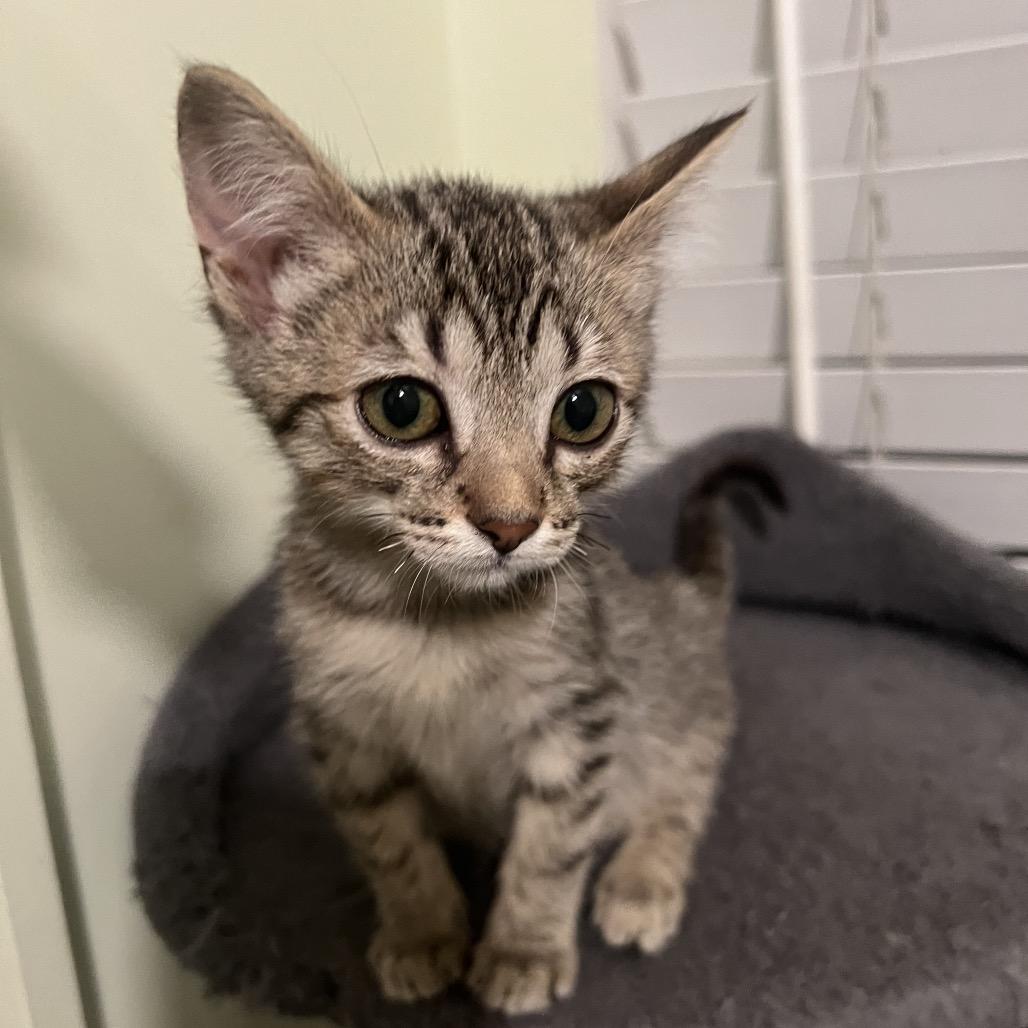 Wednesday Addams, a Adoptable mixed breed in Tustin, CA image 1/3