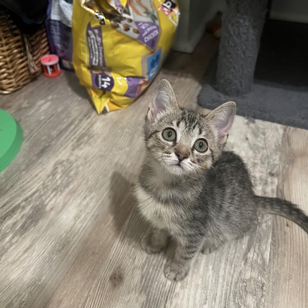 Enlarge Wednesday Addams, a Adoptable mixed breed in Tustin, CA image 3/5