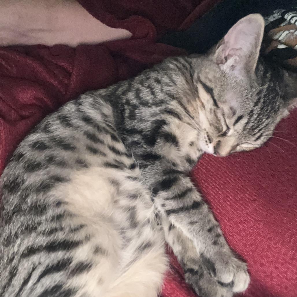 Wednesday Addams, a Adoptable mixed breed in Tustin, CA image 3/4