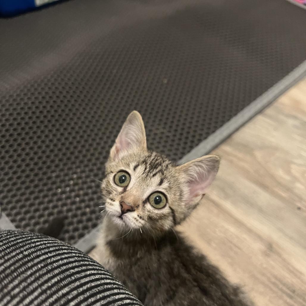 Wednesday Addams, a Adoptable mixed breed in Tustin, CA image 2/3