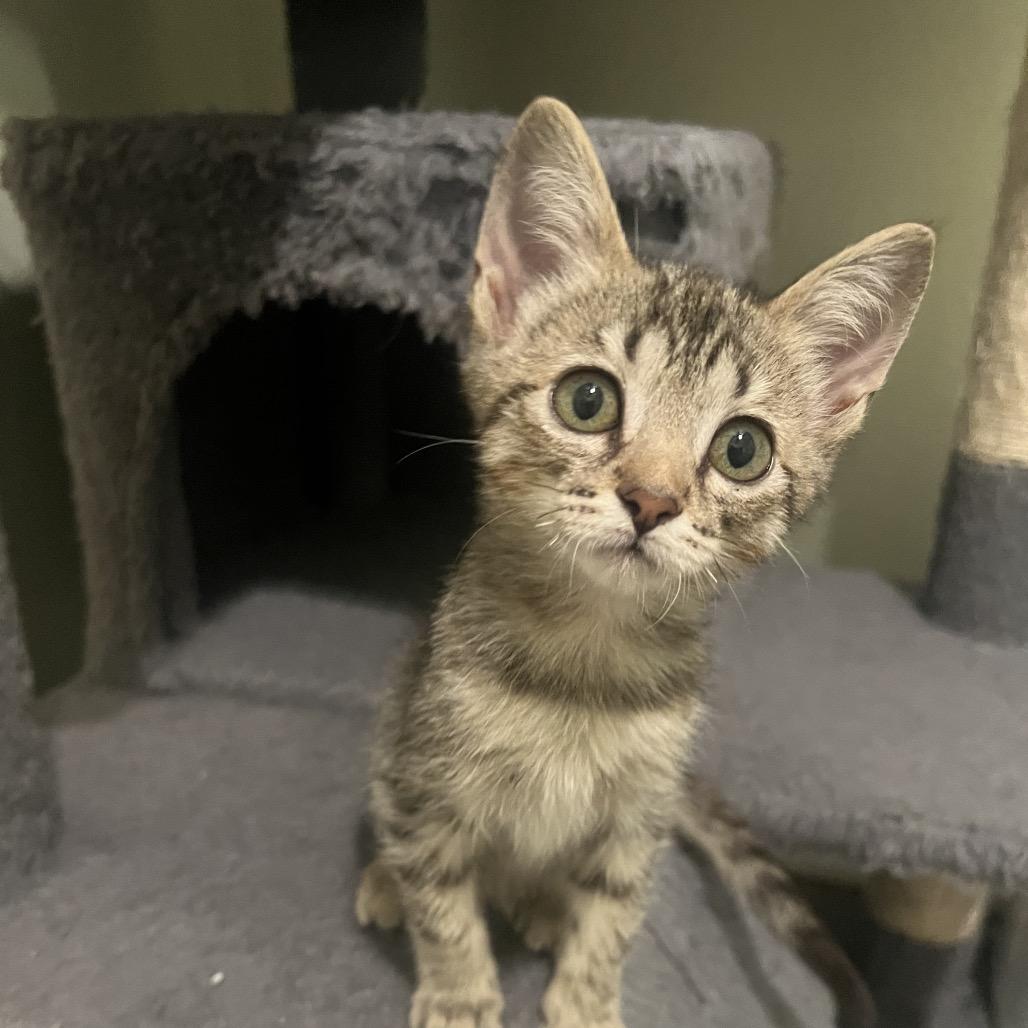 Wednesday Addams, a Adoptable mixed breed in Tustin, CA image 3/3