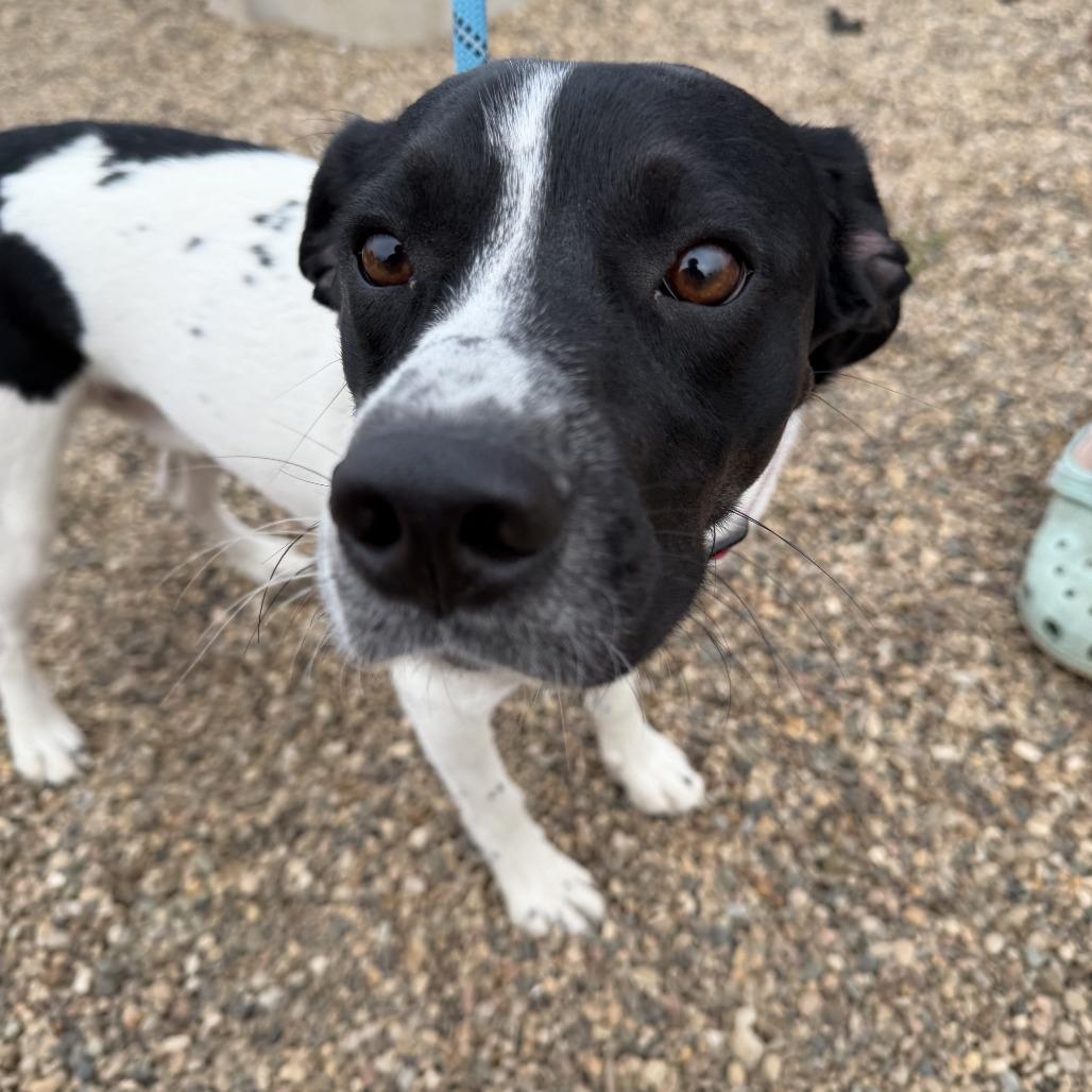 Barker, Adoptable, Adult Male Mixed Breed.