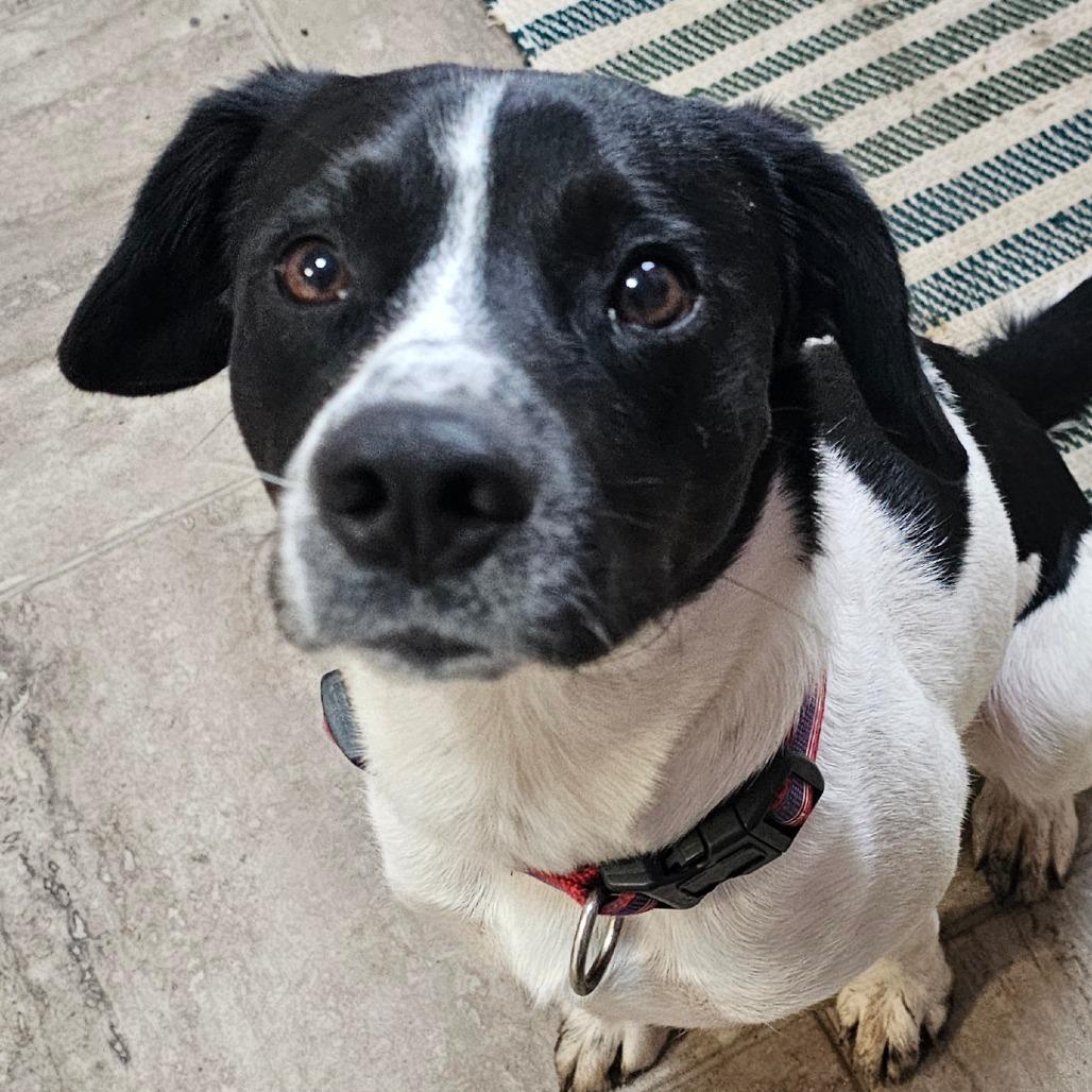 Enlarge Barker, a Adoptable Mixed Breed in Grinnell, IA image 2/2