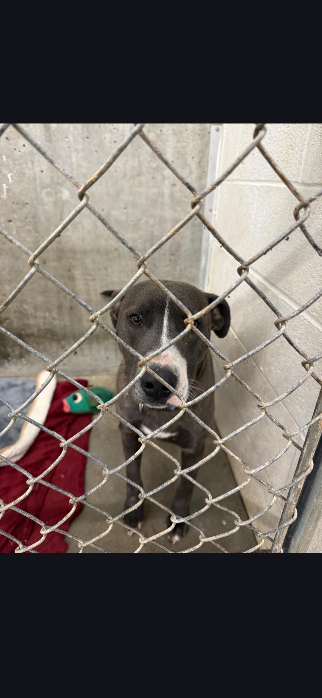 Snoopy, ADOPTABLE, Adult Male Pit Bull Terrier.