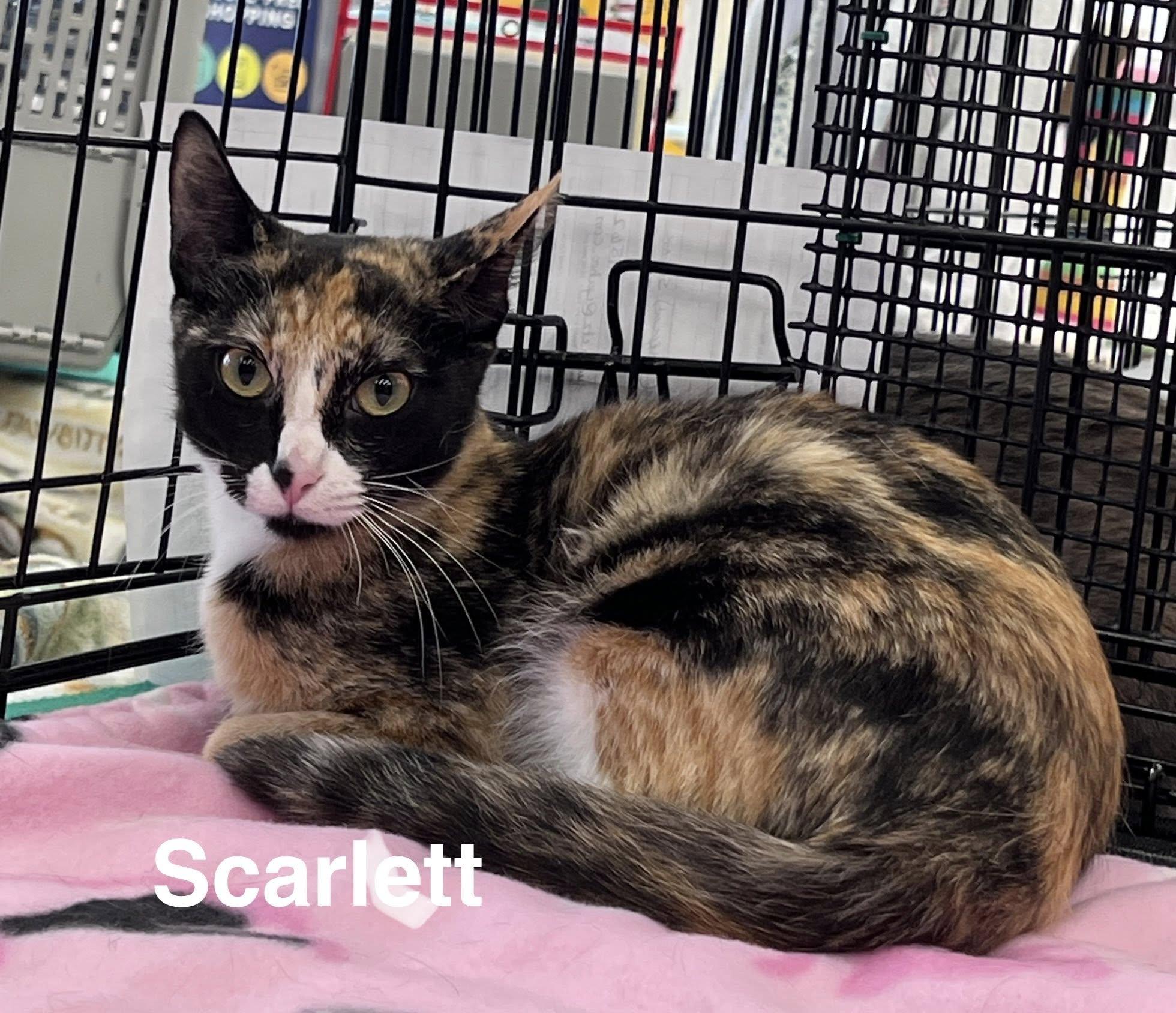 Scarlet W. , ADOPTABLE, Adult Female Tortoiseshell.