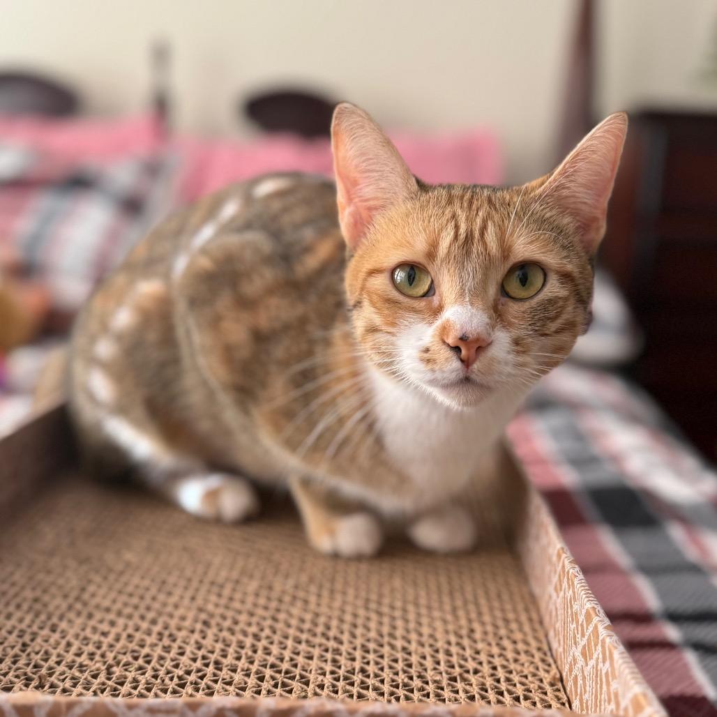 Nyla, Adoptable, Adult Female Domestic Short Hair.