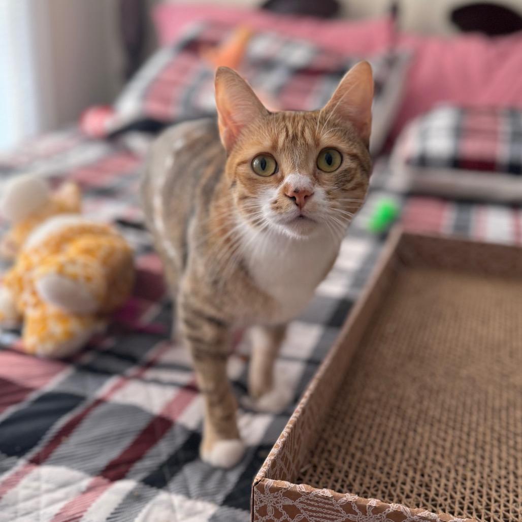 Nyla, a Adoptable Domestic Short Hair in Jacksonville, FL image 2/6