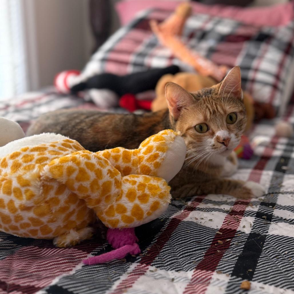 Nyla, a Adoptable Domestic Short Hair in Jacksonville, FL image 5/6