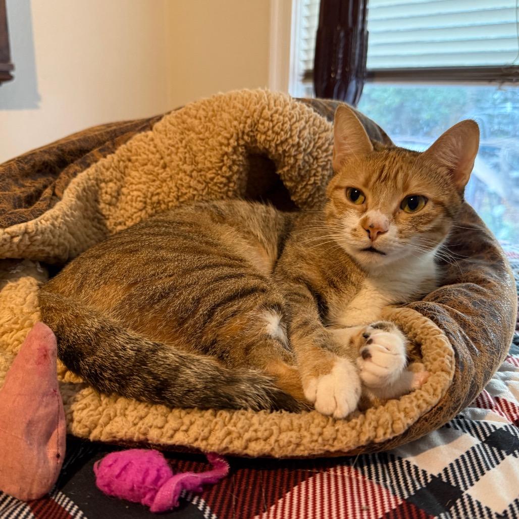 Nyla, a Adoptable Domestic Short Hair in Jacksonville, FL image 6/6