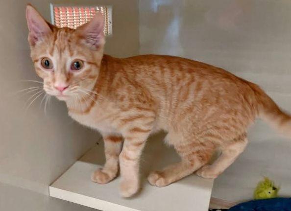 Enlarge Mewsette, a Adoptable Domestic Short Hair in Roseville, MN image 2/2