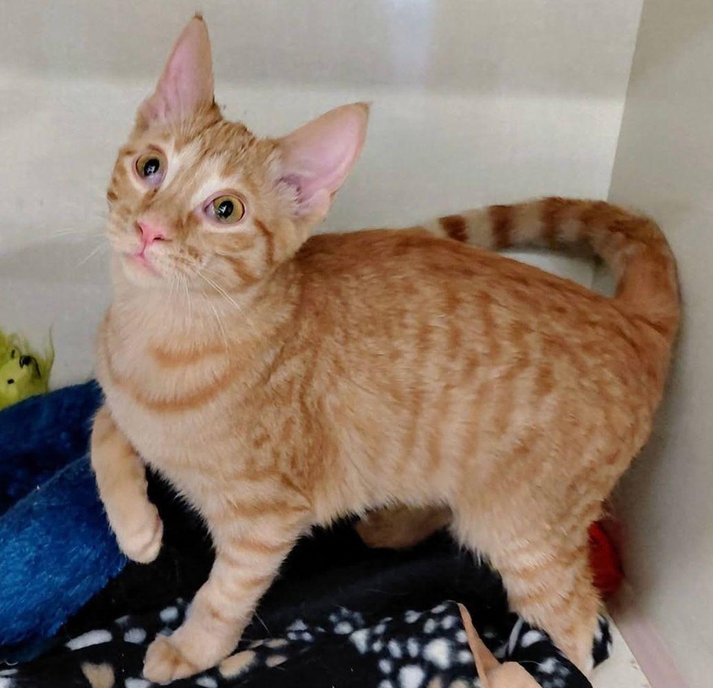 Enlarge Mewsette, a Adoptable Domestic Short Hair in Roseville, MN image 1/2