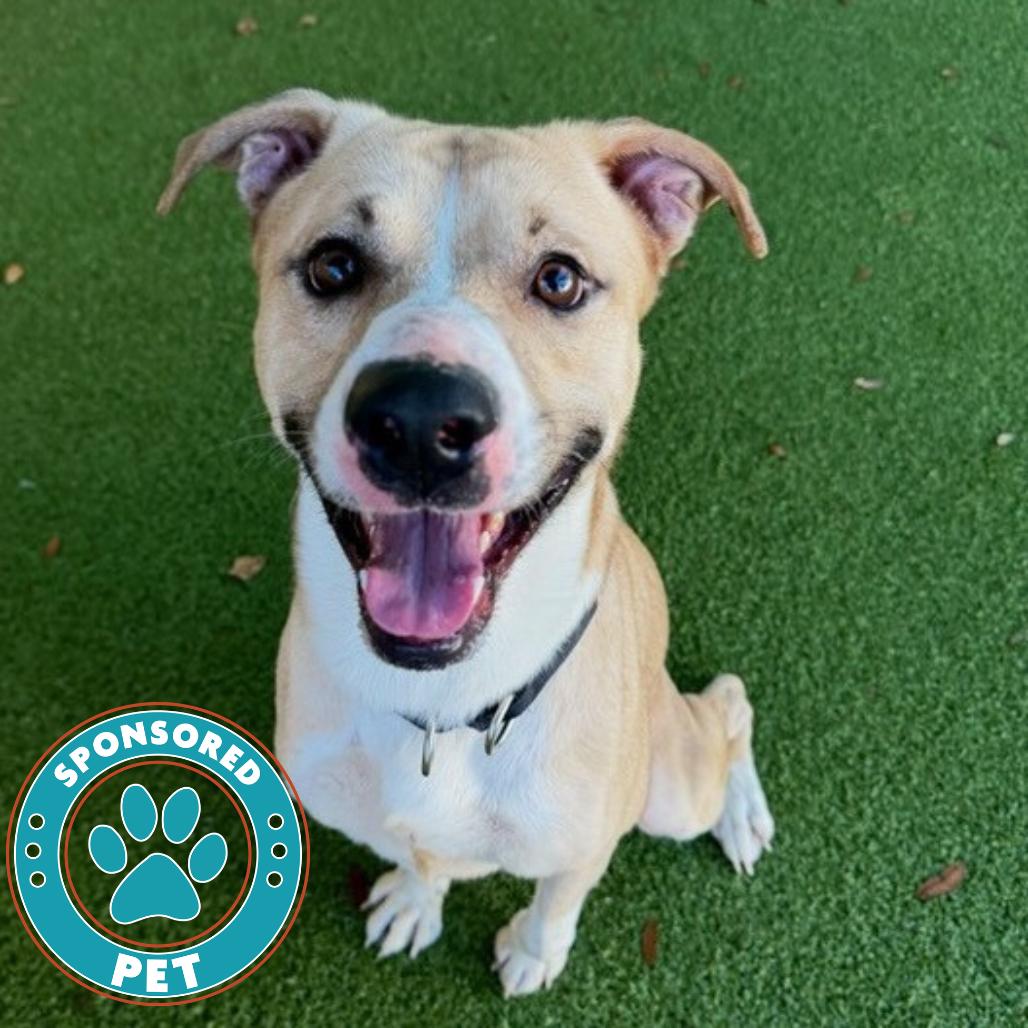 Enlarge Melman, a Adoptable mixed breed in Lakeland, FL image 1/4