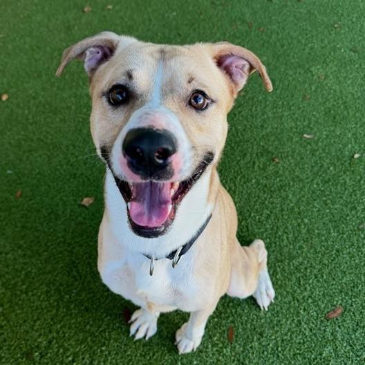 Enlarge Melman, a Adoptable mixed breed in Lakeland, FL image 2/4