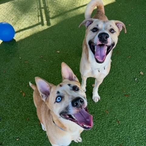 Enlarge Melman, a Adoptable mixed breed in Lakeland, FL image 3/4