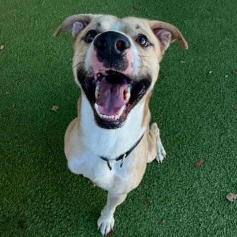 Enlarge Melman, a Adoptable mixed breed in Lakeland, FL image 4/4