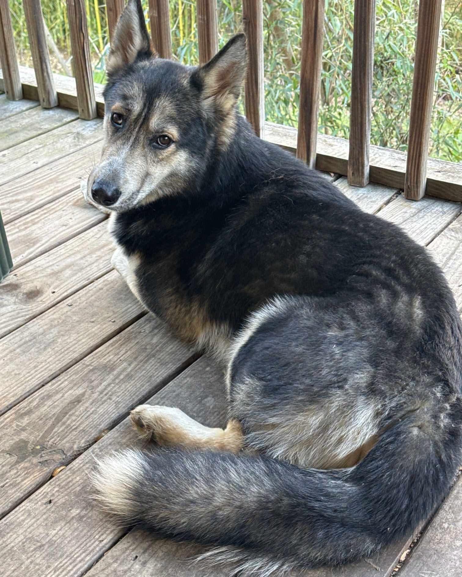 Moses, ADOPTABLE, Adult Male Husky & German Shepherd Dog.