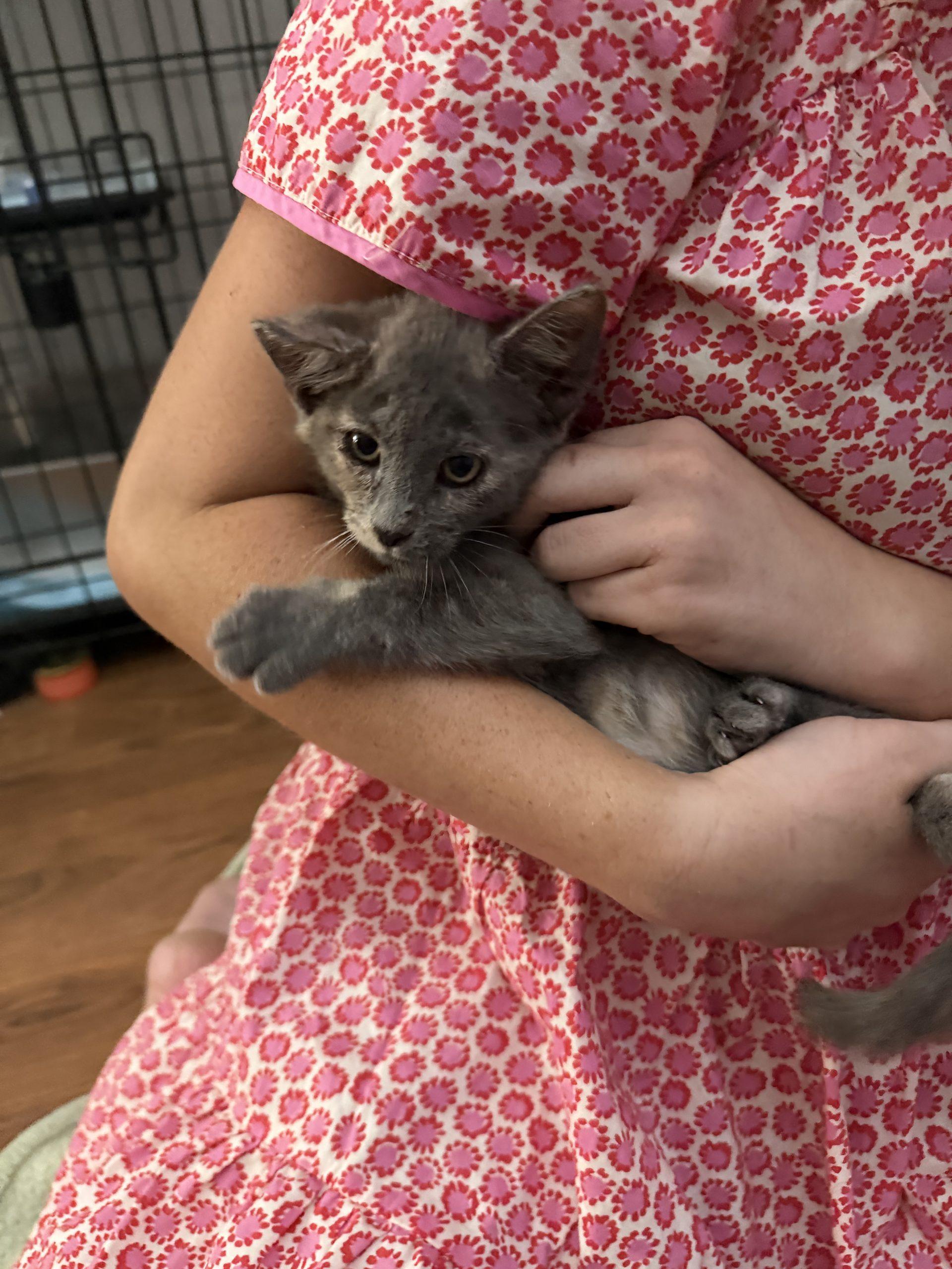Houston, Adoptable, Kitten Female American Shorthair.