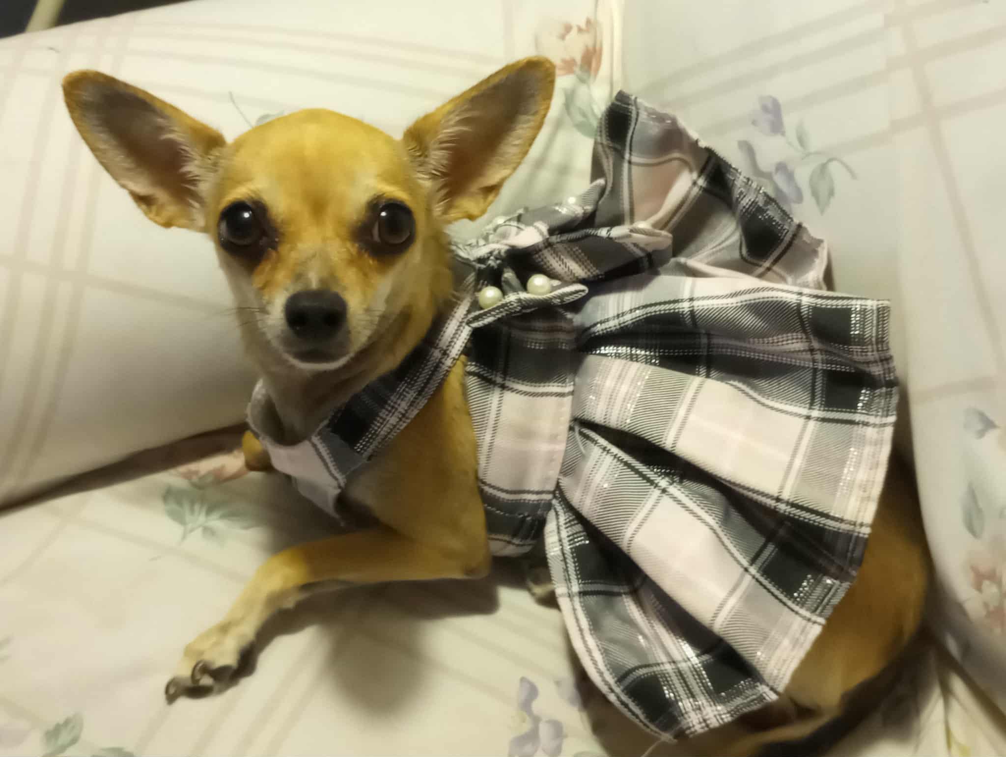 MJ (1989), a Adopted Chihuahua in Hayes, VA image 1/5