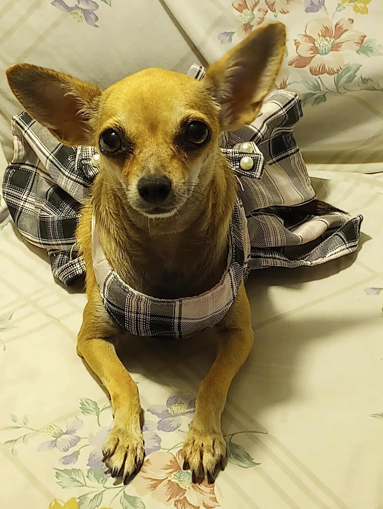 MJ (1989), a Adopted Chihuahua in Hayes, VA image 2/5